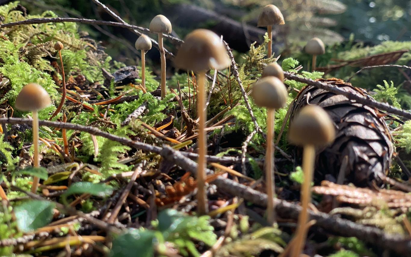 forest mushrooms